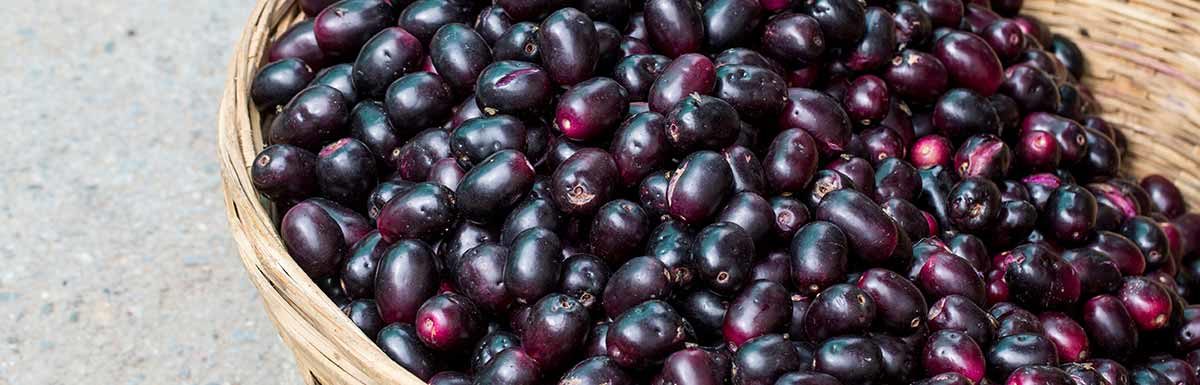 Die rötlich bis schwarz gefärbten Früchte des Jambulbaums sind essbar.