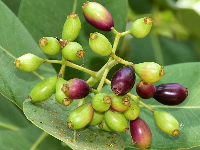 Eine der Hauptinhaltsstoffe von Glycowohl: Die Früchte des Jambulbaumes.